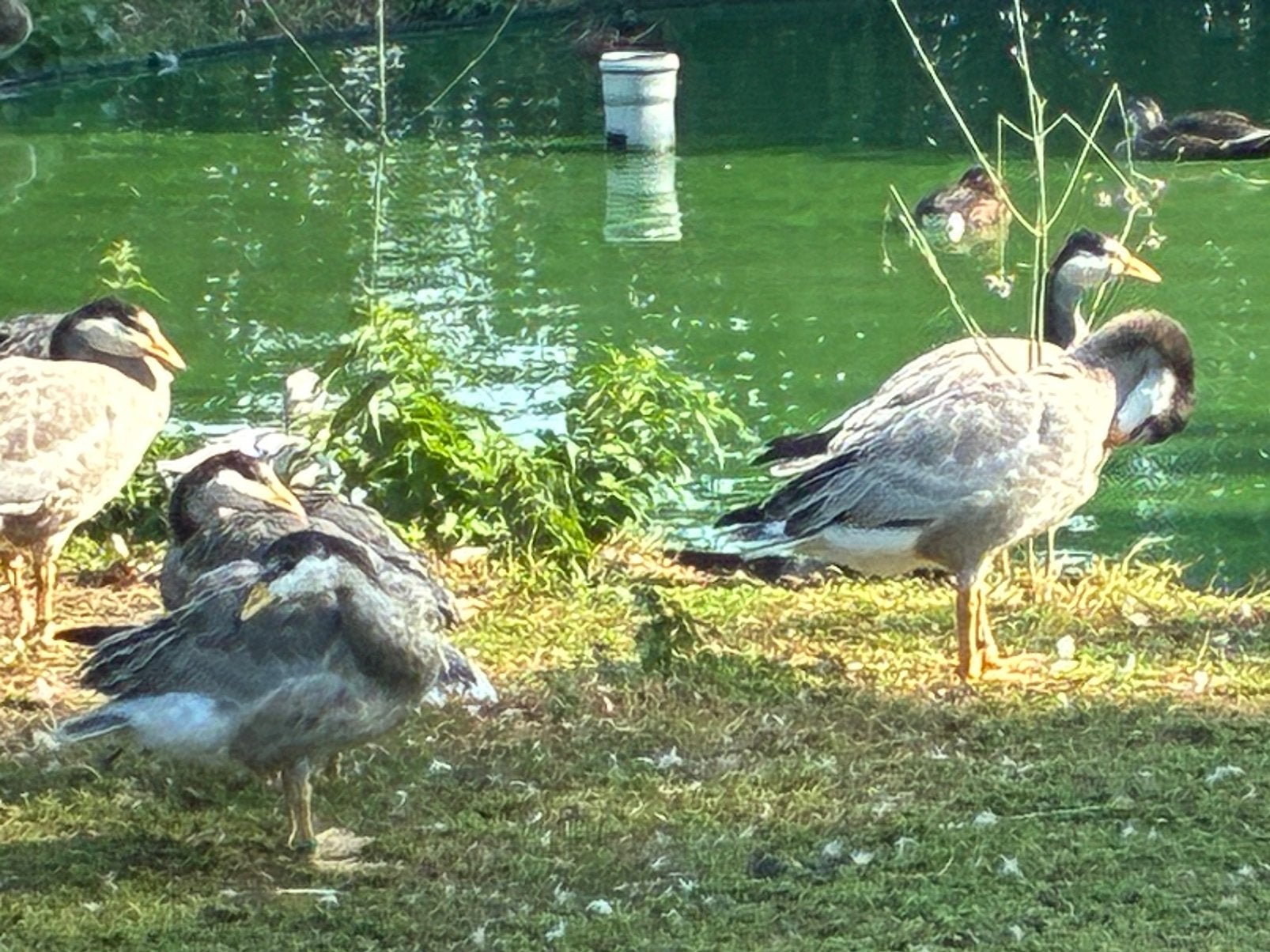 2 jonge streepkopganzen vrouwtjes, Dieren en Toebehoren, Meerdere dieren, Gans of Zwaan