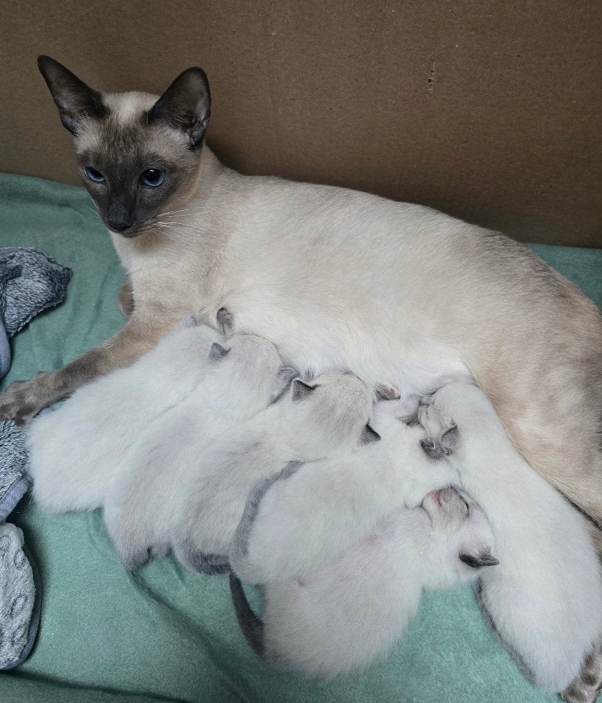 Siamese kittens, Meerdere dieren, Gechipt, 0 tot 2 jaar