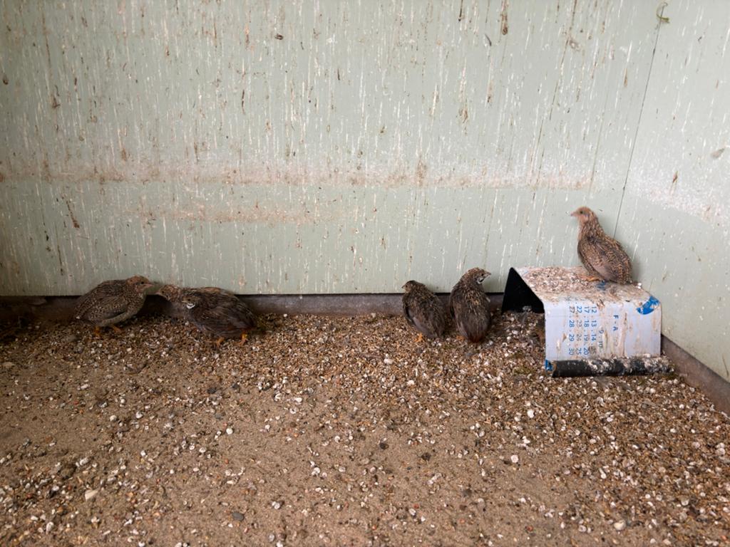 Chinese dwergkwartels, Dieren en Toebehoren, Vogels | Overige Vogels, Meerdere dieren, Geringd