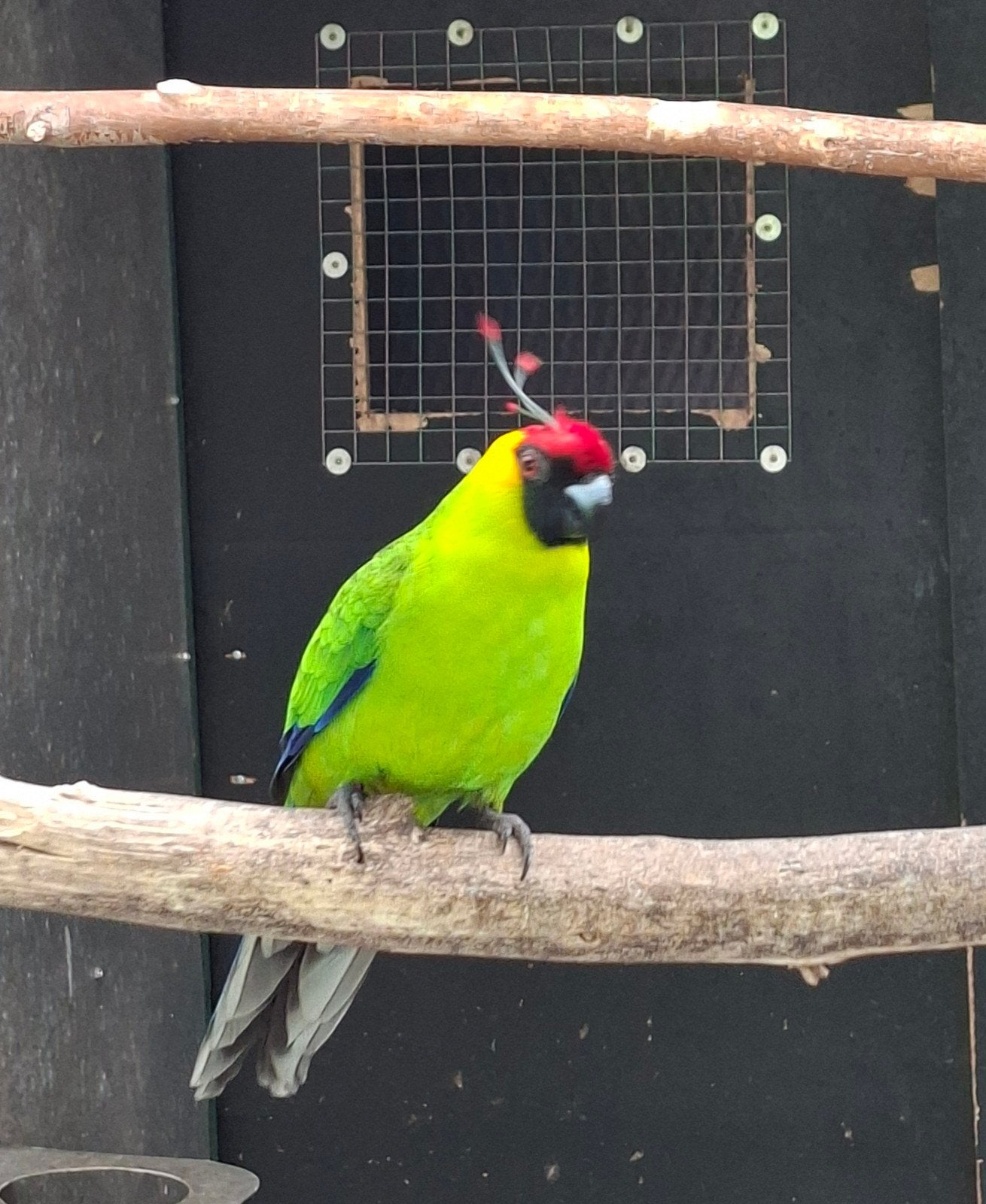 hoornparkiet, Mâle, Perruche, Bagué