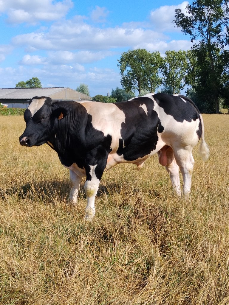 Dekstier, Mâle, 0 à 2 ans
