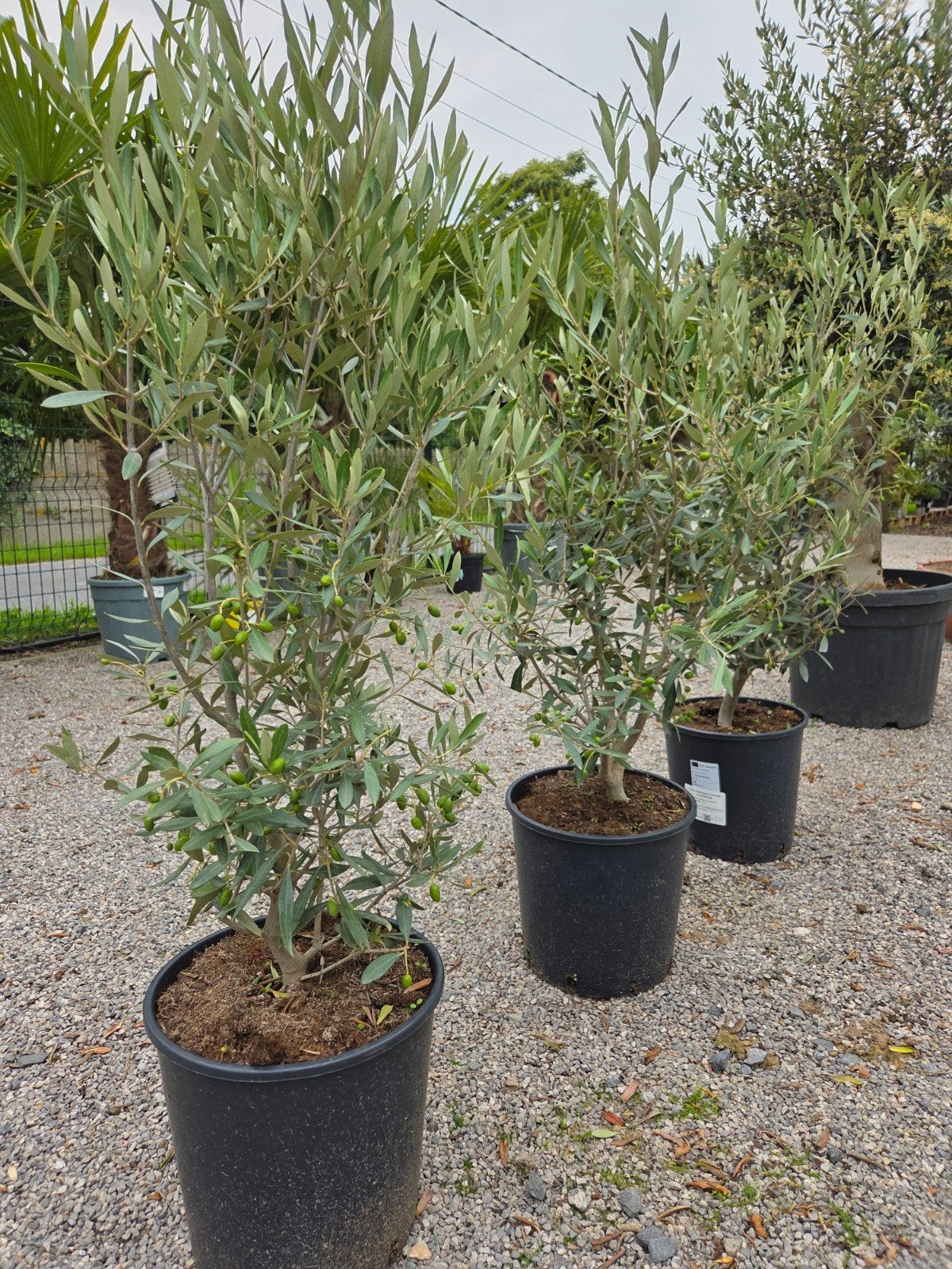 Olijfboom struikvorm Olea Europaea, Tuin en Terras, Planten | Bomen, Olijfboom, Ophalen