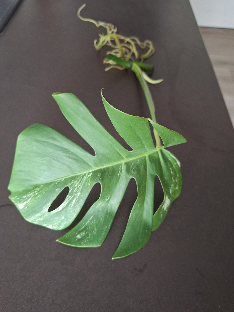 Monstera variegata stek met wortels, Maison & Meubles, Enlèvement ou Envoi