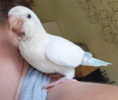 Conure souris apprivoisés, Animaux & Accessoires