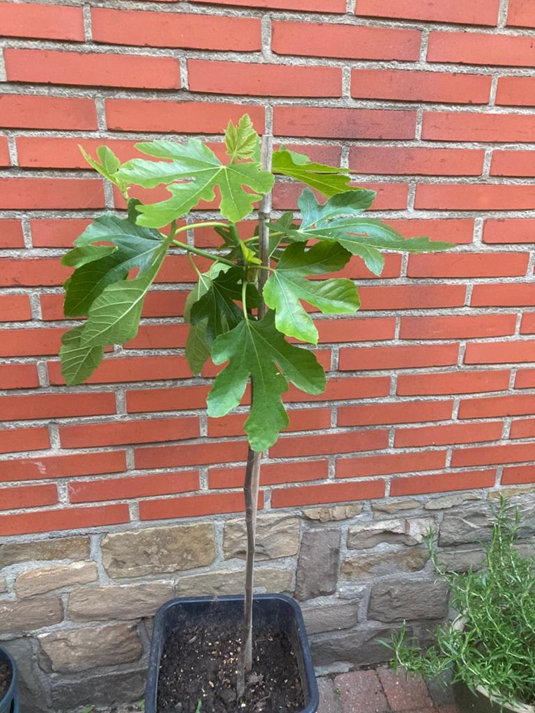 Vijgenplant, Ophalen