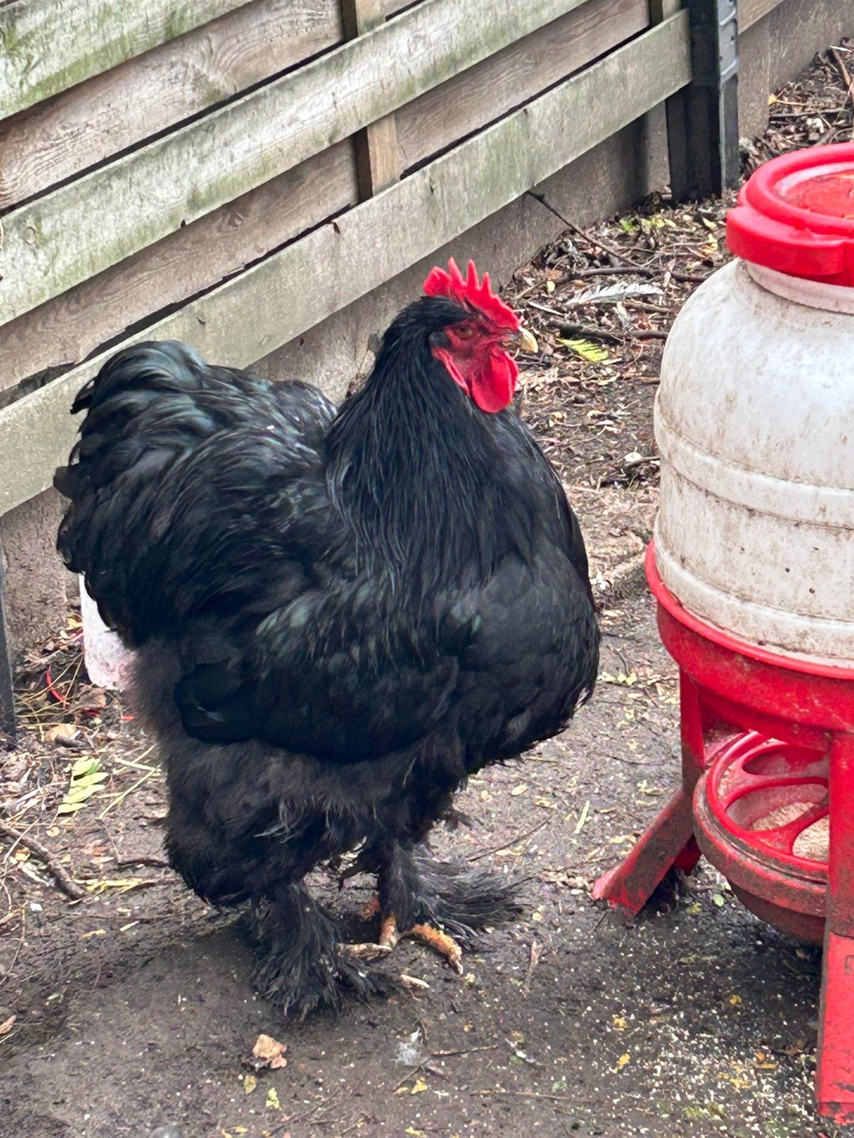 Cochin groothoender hanen zwart, Dieren en Toebehoren, Mannelijk, Kip