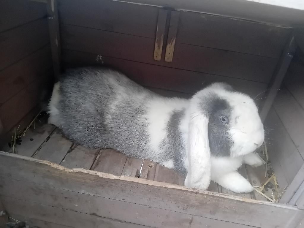 Franse hangoor, Dieren en Toebehoren, Konijnen, Mannelijk, Groot, Hangoor, 0 tot 2 jaar