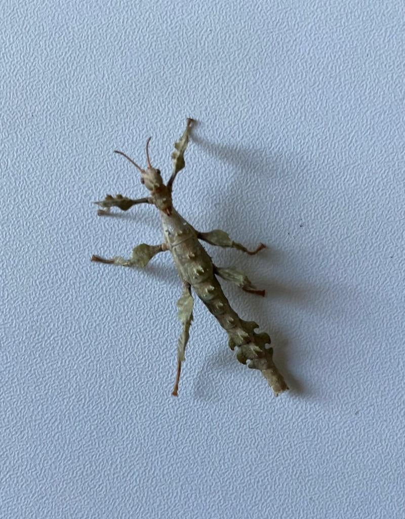 Phasmes scorpion à donner, Dieren en Toebehoren, Wandelende tak