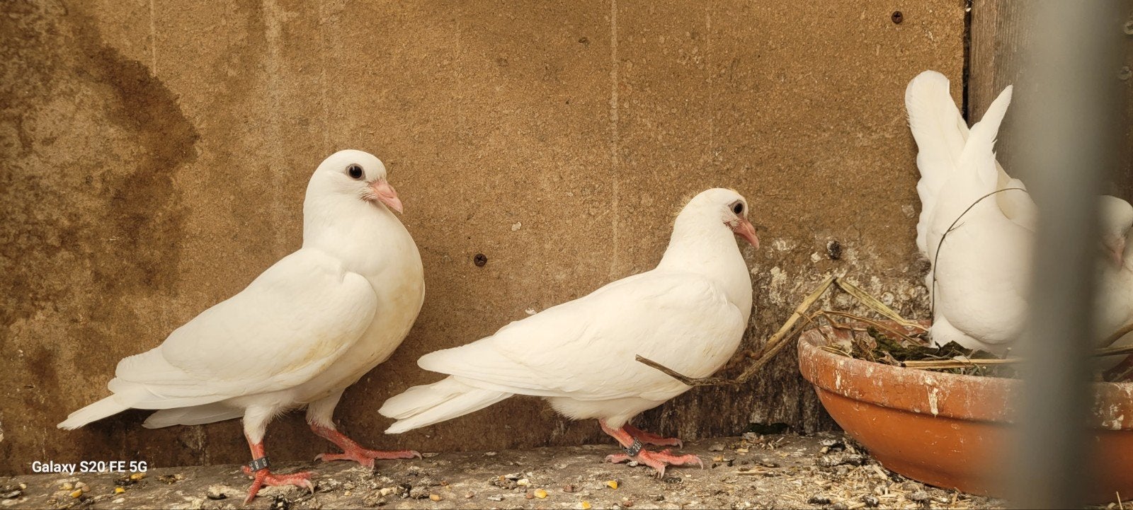 witte sierduiven, Dieren en Toebehoren, Vogels | Duiven