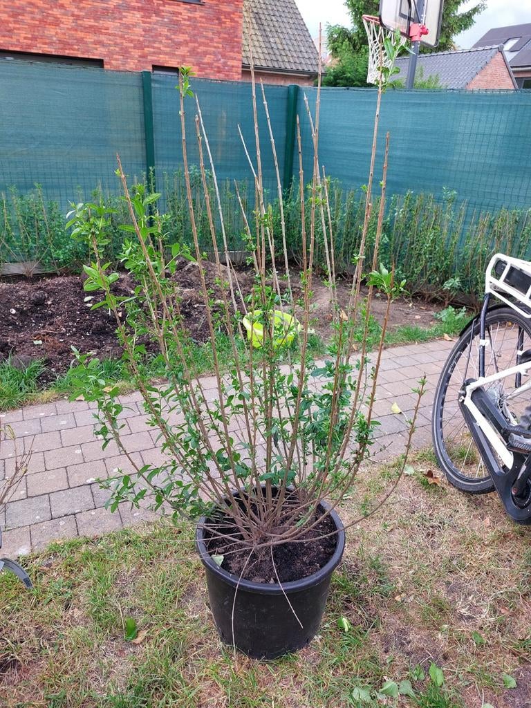 Ligustrum vulgare - plantes de haies, Enlèvement