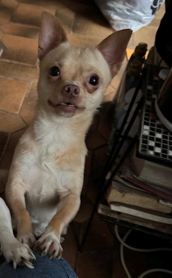 Chien croisé chihuahua à vendre, Antiquités & Art, Antiquités | Accessoires de maison, Enlèvement