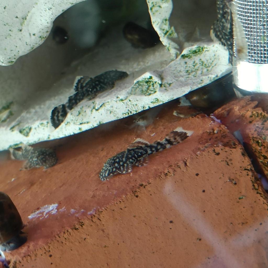 Borstelneus Pleco, Dieren en Toebehoren, Vissen | Aquariumvissen, Vis, Zoetwatervis