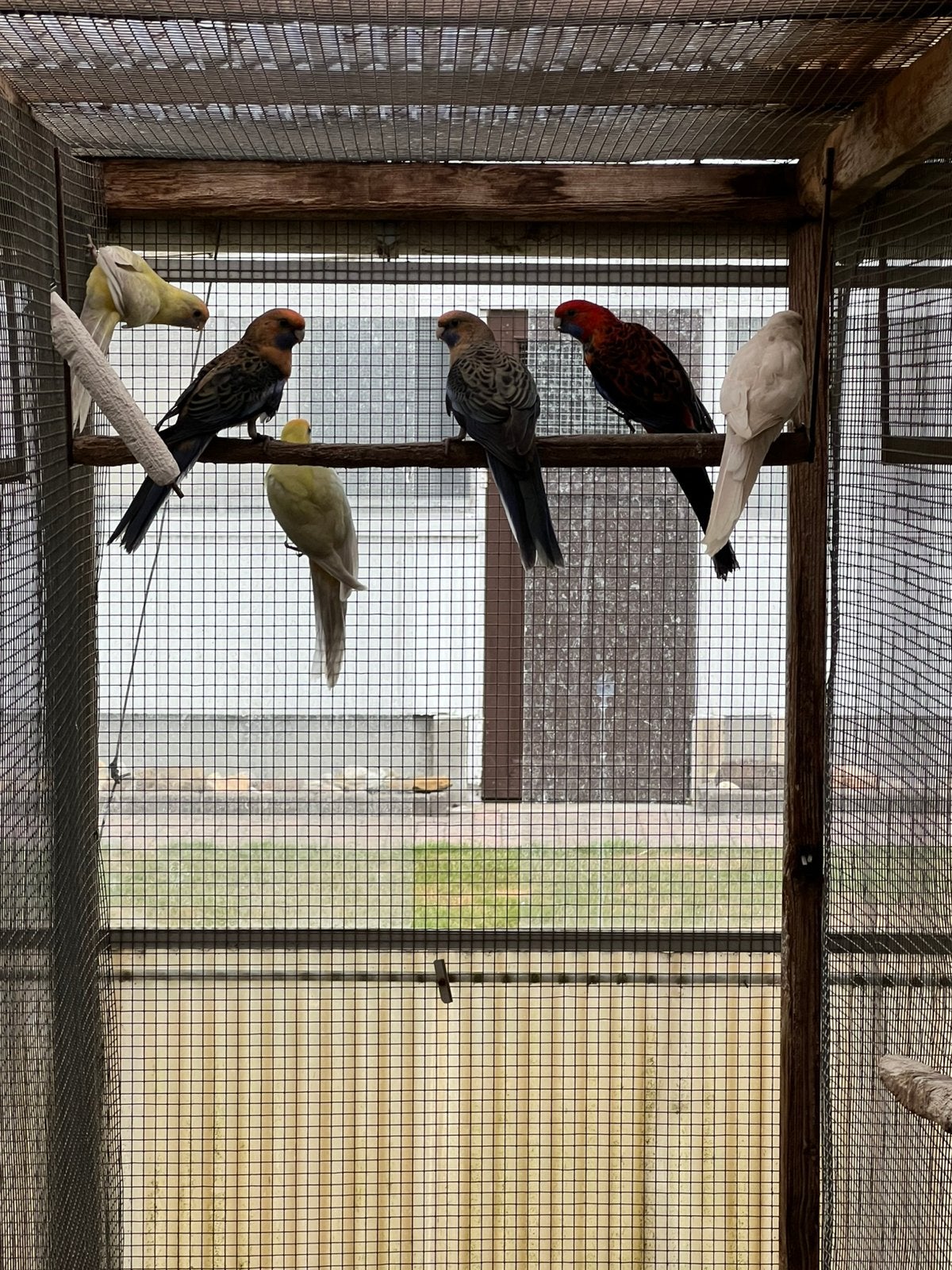 Onverwante koppels Pennant Rosella parkieten, Meerdere dieren, Parkiet, Geringd