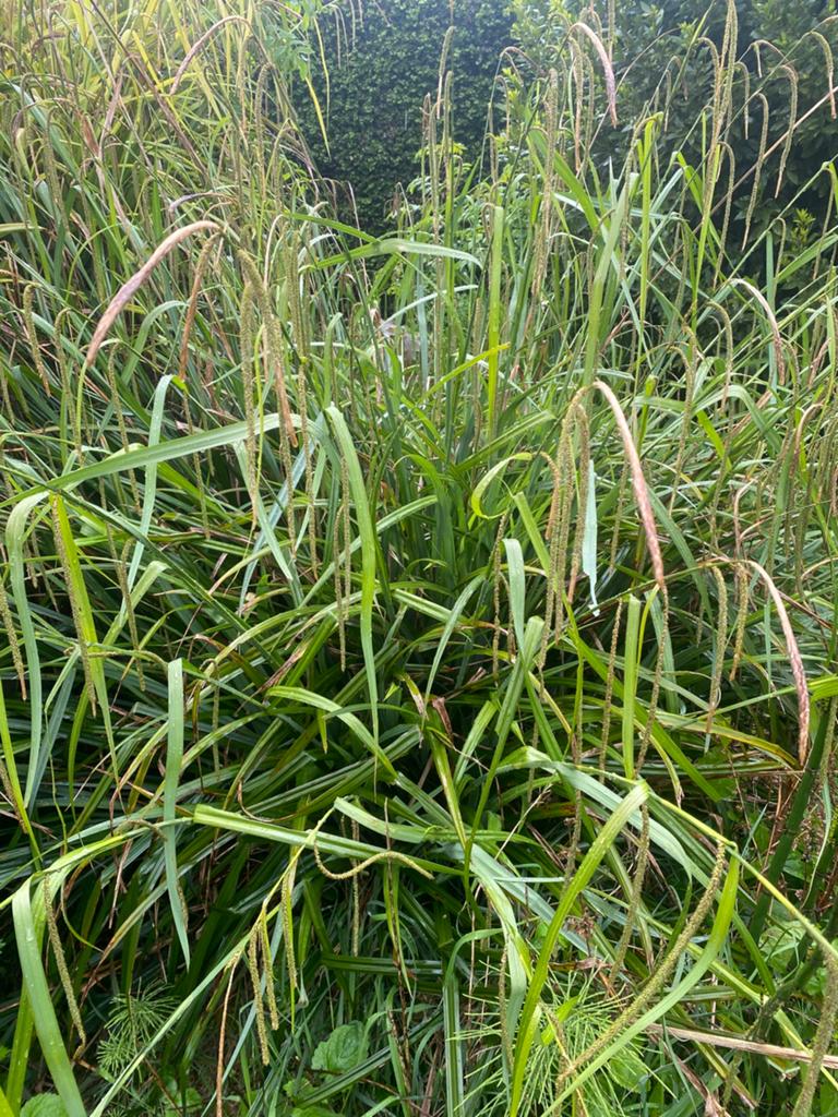 Carex, Enlèvement