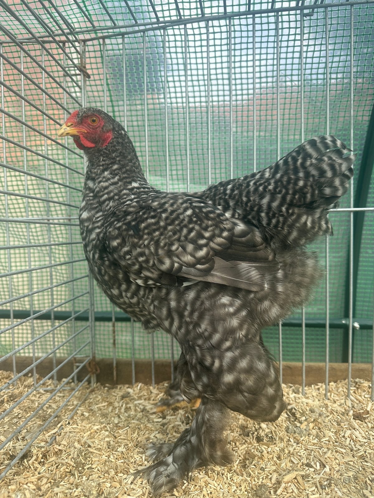 Brahma kriel koekoek