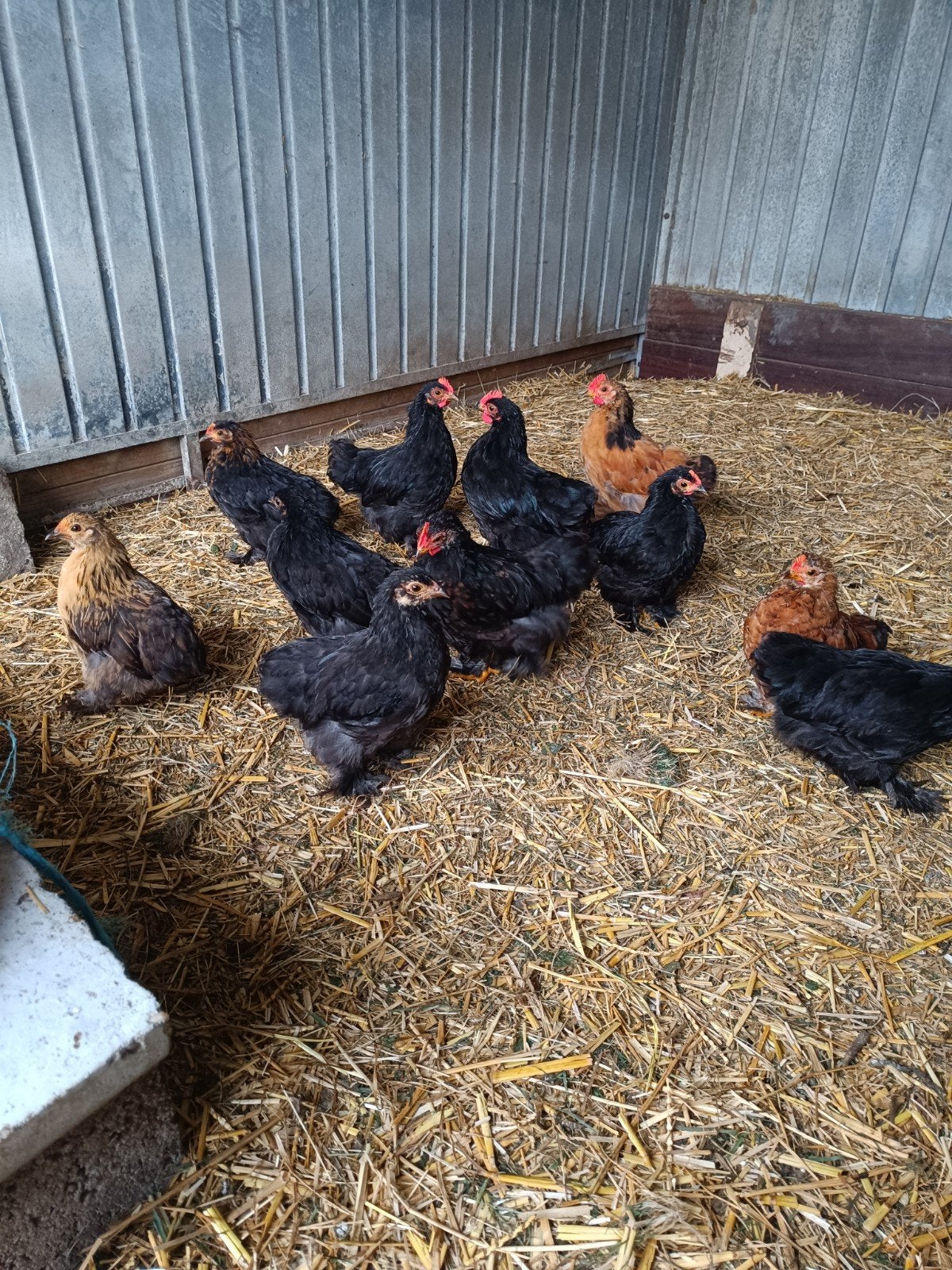 cochin kriel, Dieren en Toebehoren