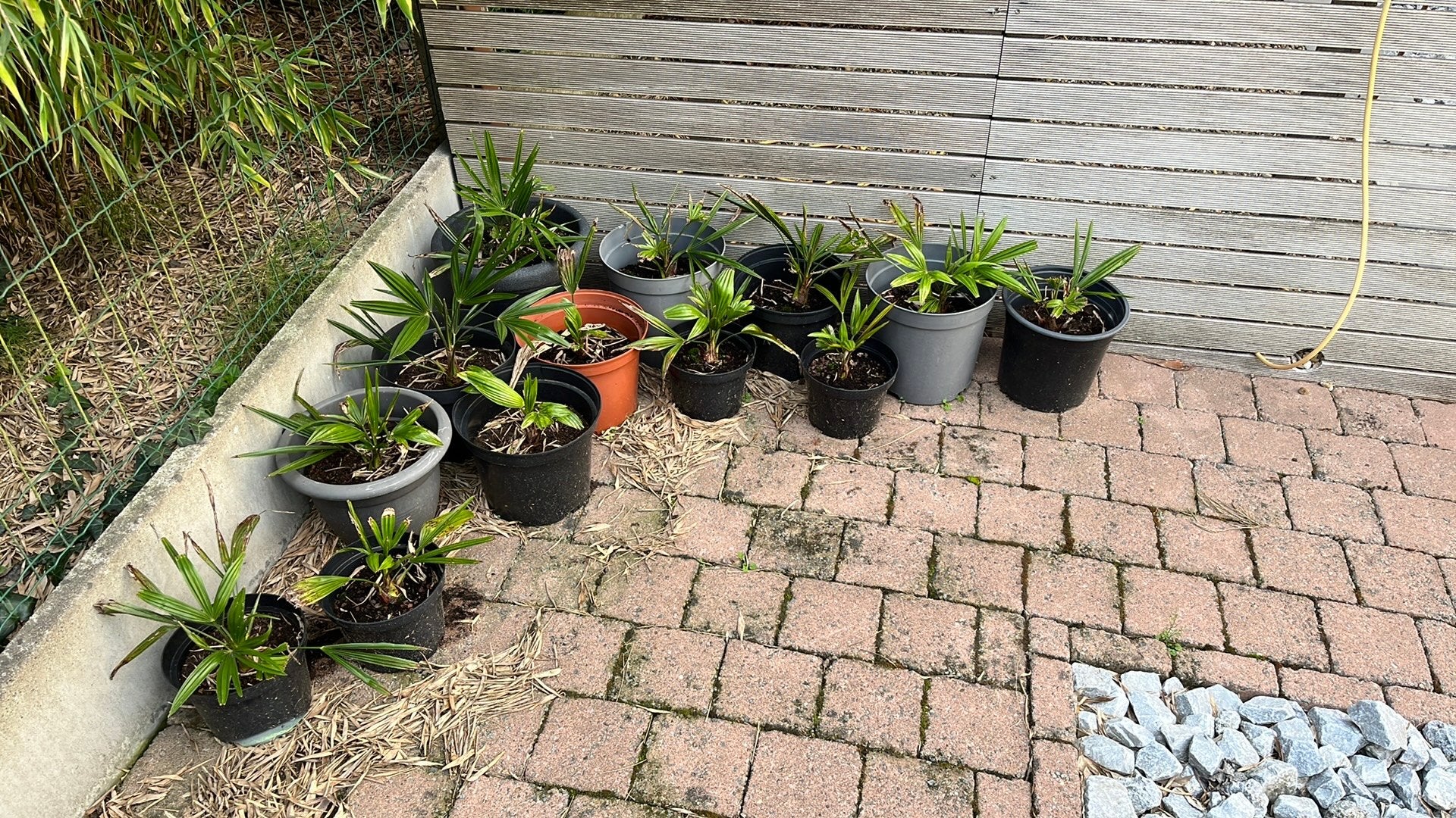 Petits palmiers, Jardin & Terrasse, Enlèvement