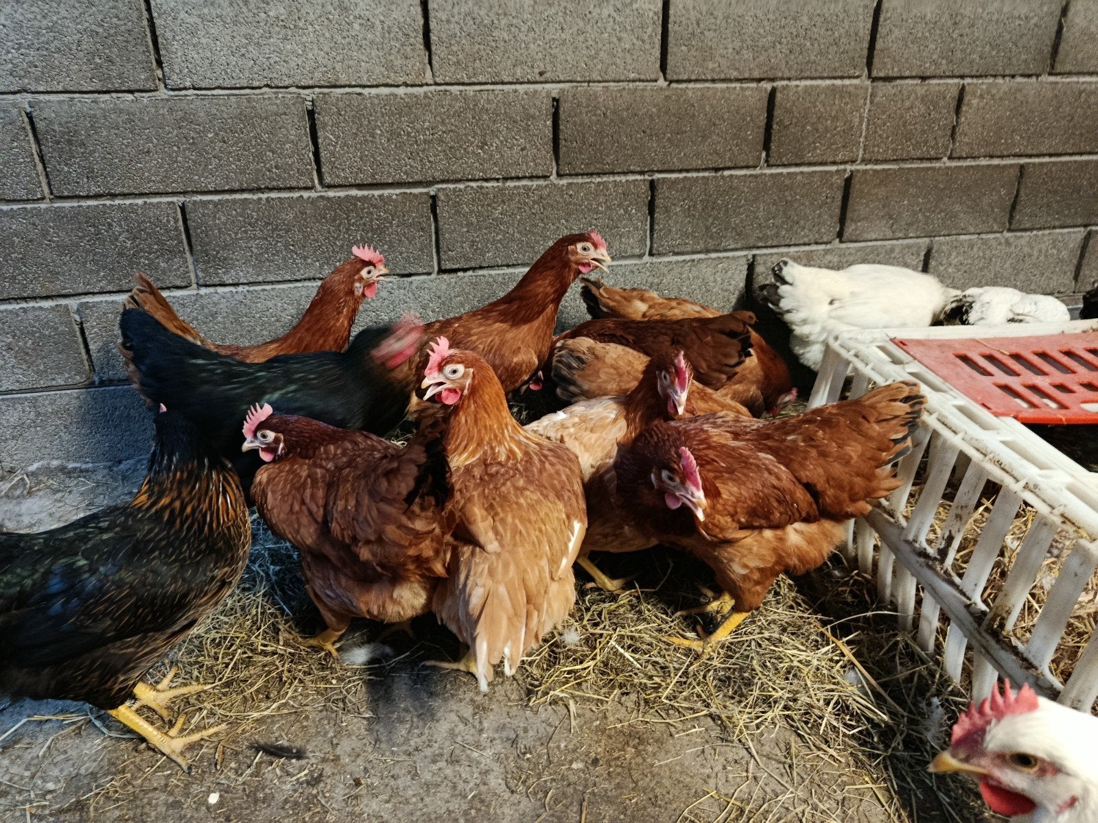 Isa brown toplegkippen, Dieren en Toebehoren, Kip