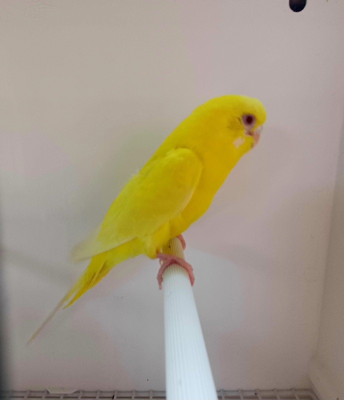Lutino grasparkiet pop, Dieren en Toebehoren, Vogels | Parkieten en Papegaaien