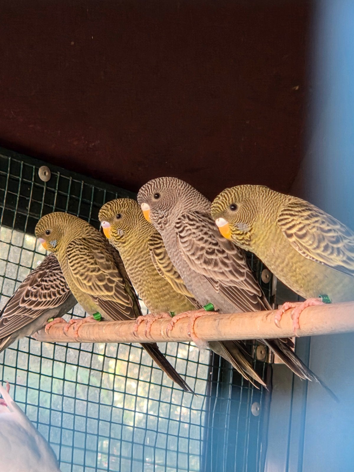 grasparkieten bf, Dieren en Toebehoren