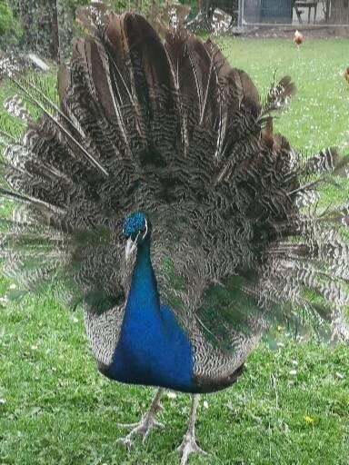 Œuf de paon, Enlèvement