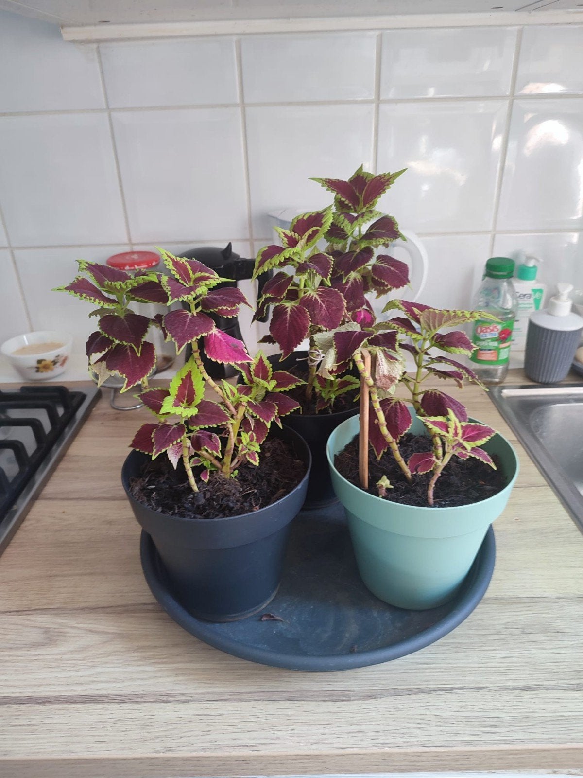 Trio de Coleus, Maison & Meubles, Plantes d'intérieur, Enlèvement ou Envoi