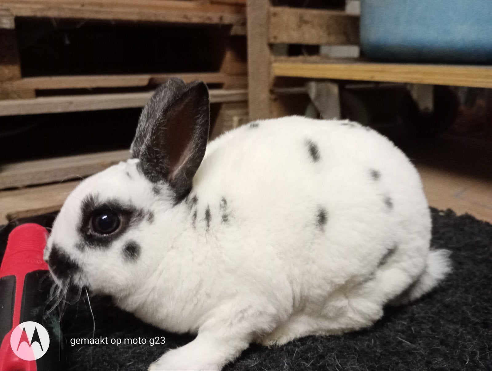 Rex dwergje in dalmatiner zwart., Dieren en Toebehoren, Mannelijk, Dwerg, 0 tot 2 jaar