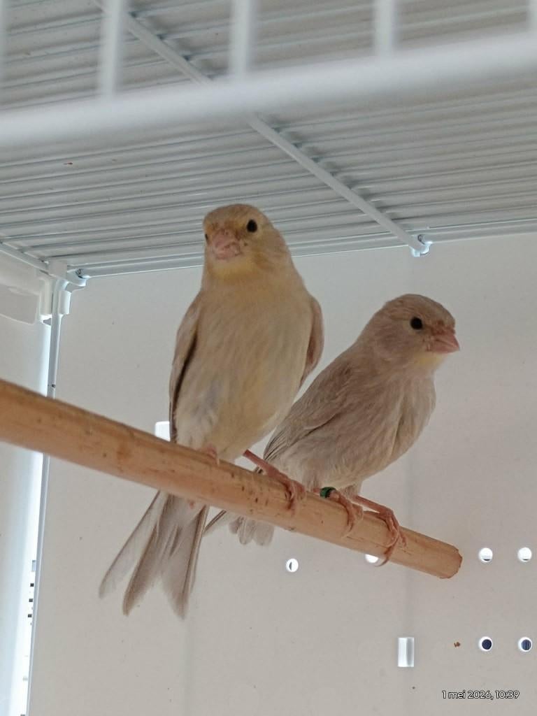 Kanaries, Dieren en Toebehoren, Vogels | Kanaries, Geslacht onbekend, Kleurkanarie