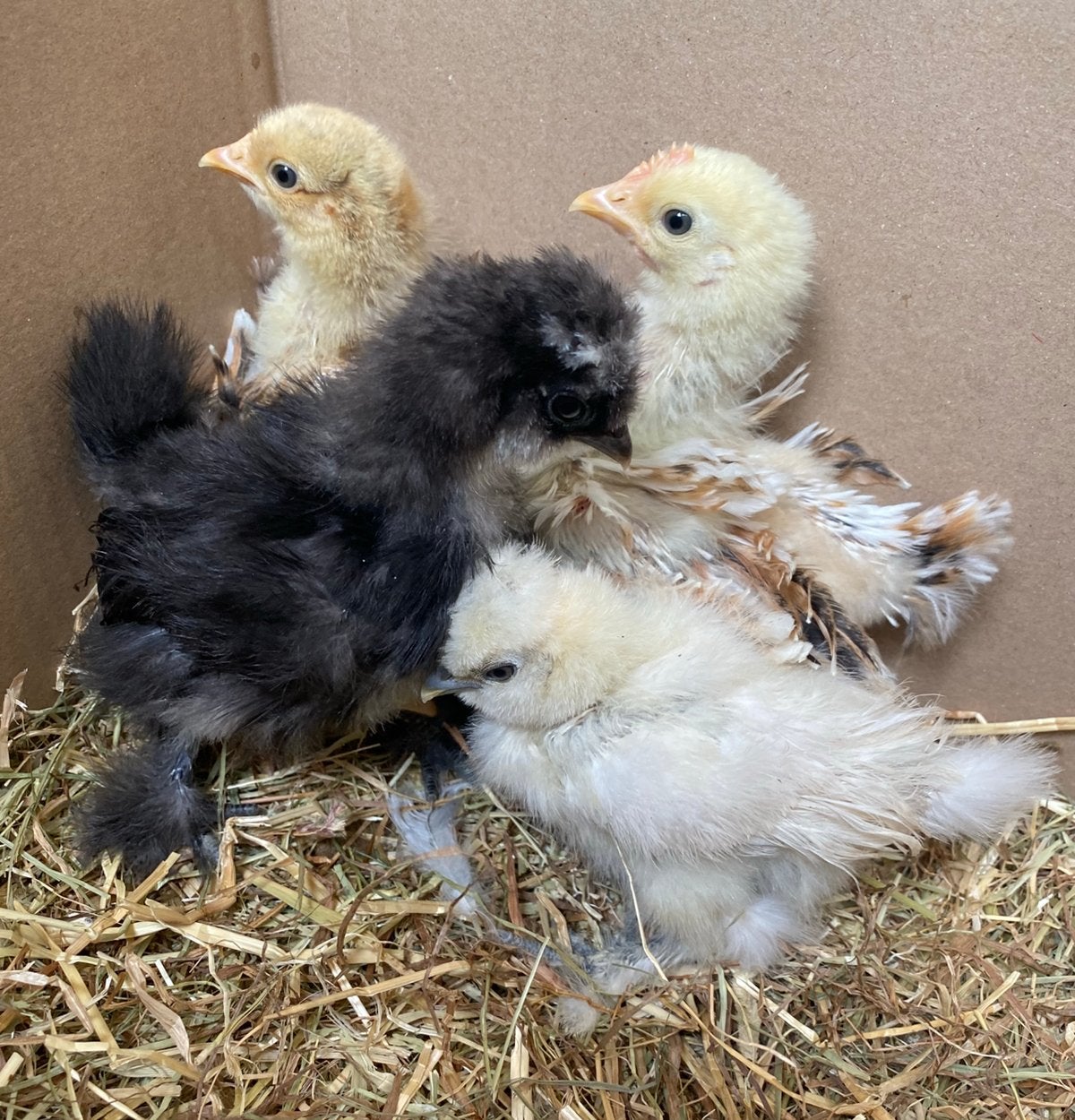 Kuikens, Dieren en Toebehoren, Pluimvee