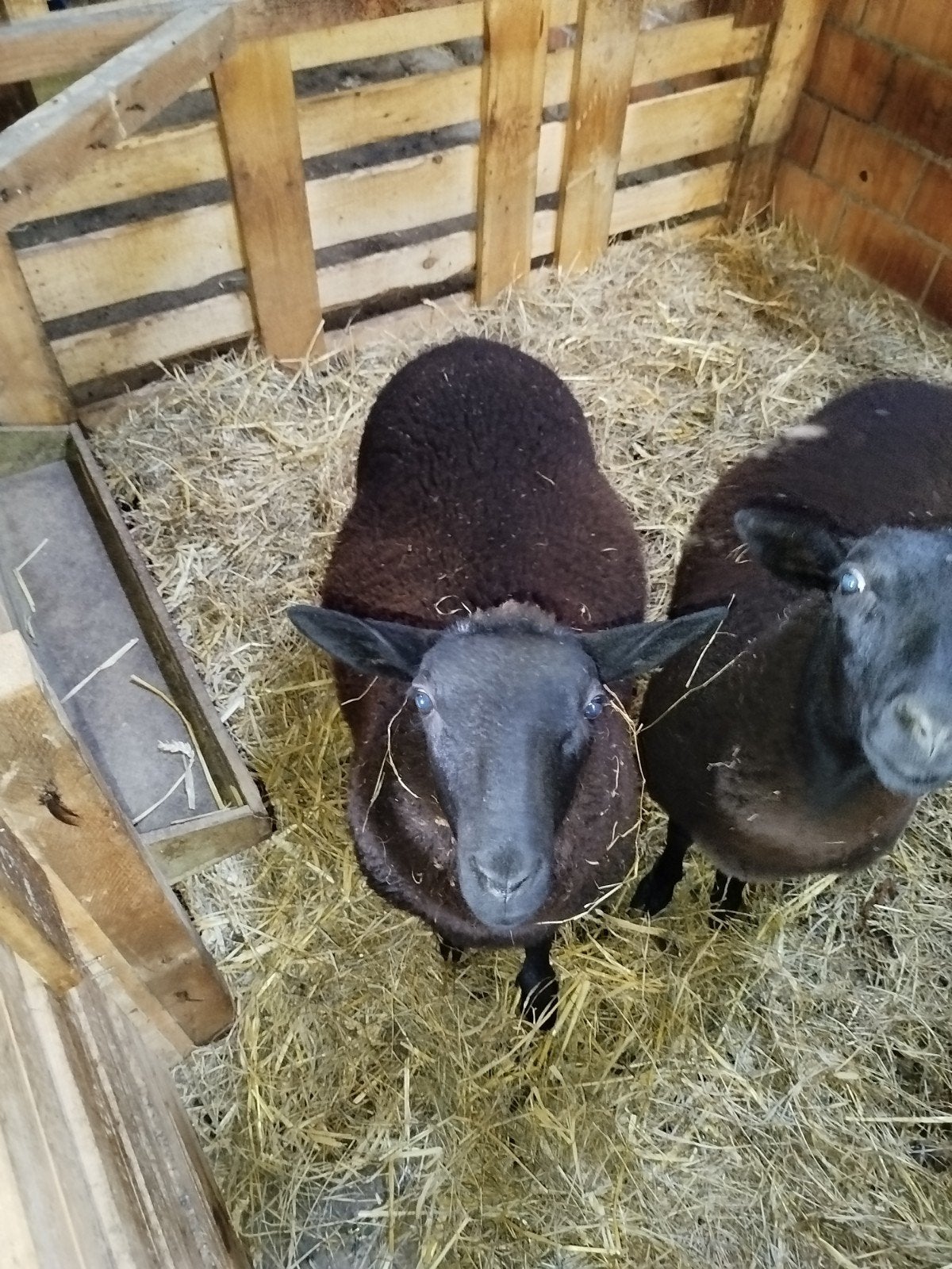 2 belles brebis. (jumeau), Animaux & Accessoires