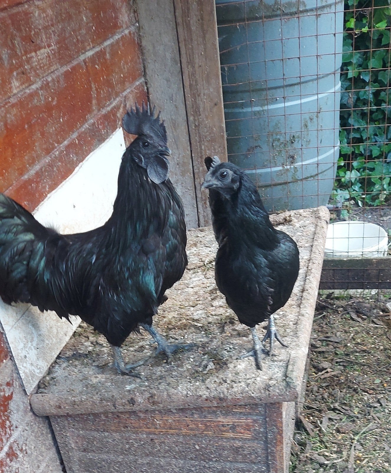Ayam Cemani  -  piepkuikens, Dieren en Toebehoren