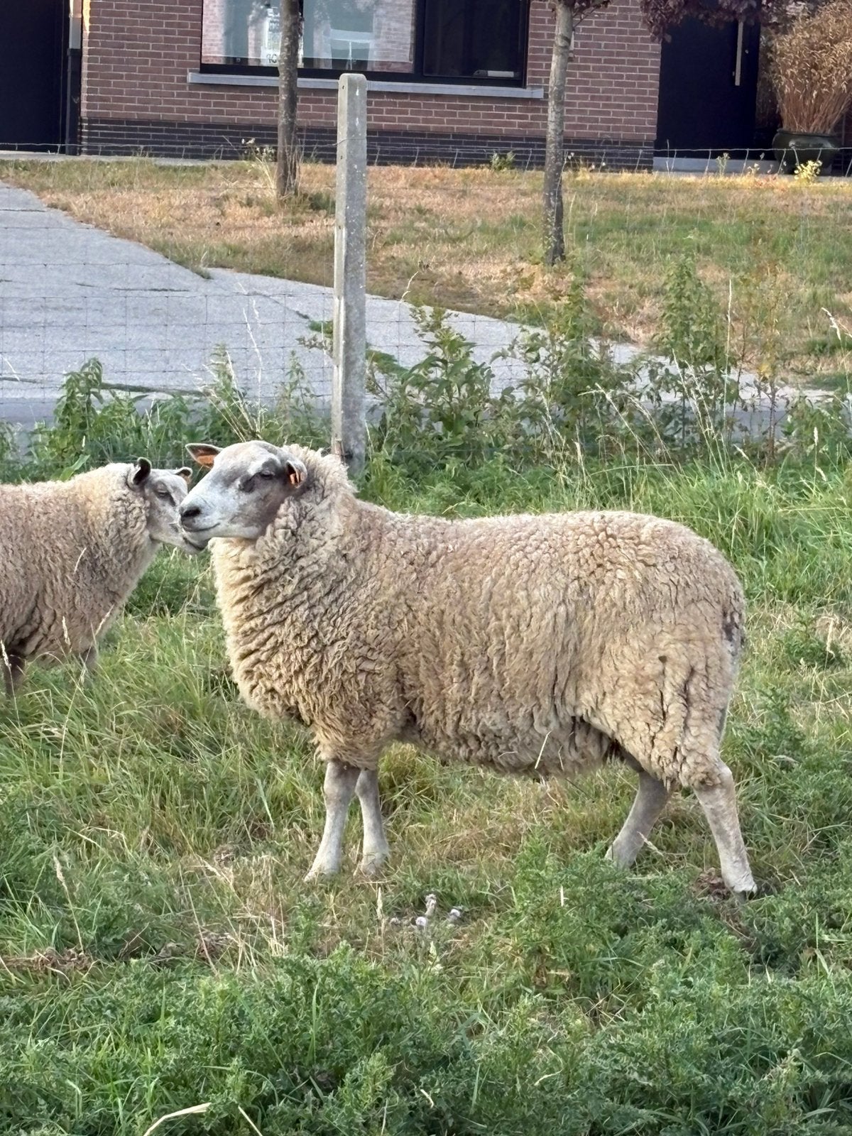 Jonge dekbok te koop, Dieren en Toebehoren, Mannelijk, Schaap, 0 tot 2 jaar