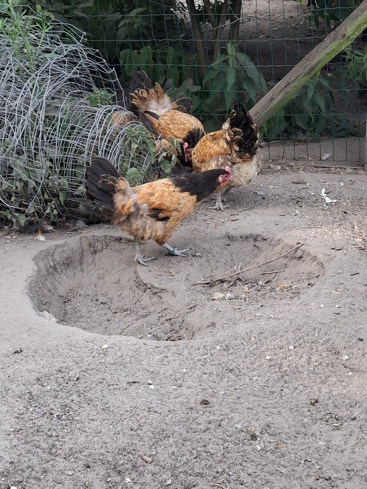 2 vorwerk hennen, Dieren en Toebehoren, Pluimvee