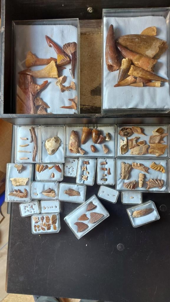 Excellente collection de dents de requin, plus une bibliothè, Enlèvement