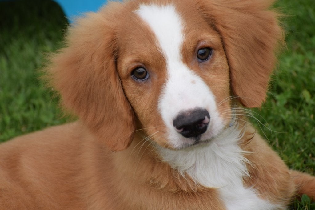 Nova scotia duck tolling retriever pups, België, 15 weken tot 1 jaar, Overige rassen, Meerdere