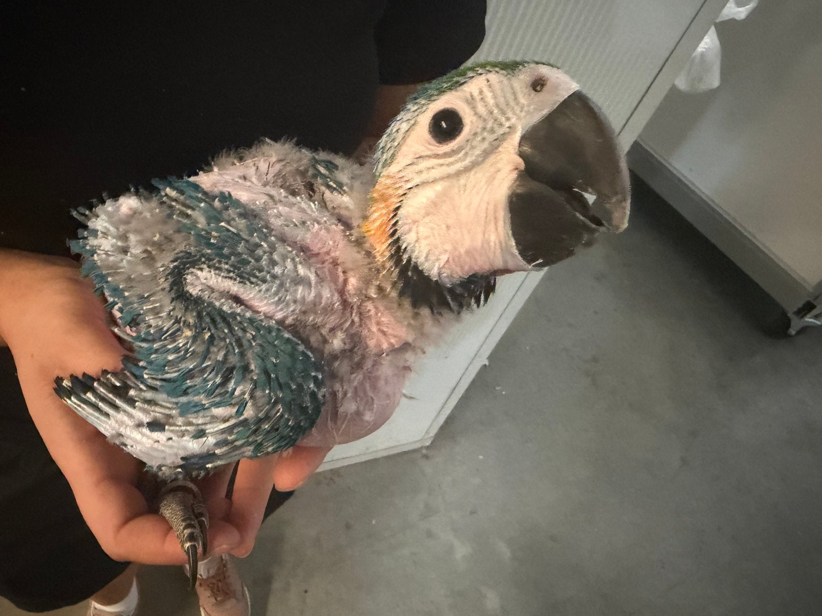 Blauw gele ara, Dieren en Toebehoren, Vogels | Parkieten en Papegaaien