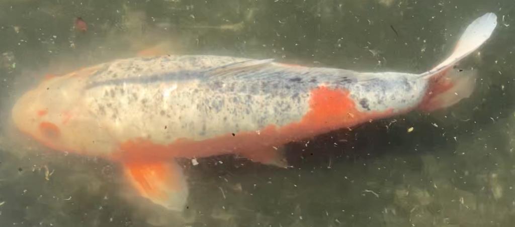 Koï shusui 55 cm, Enlèvement