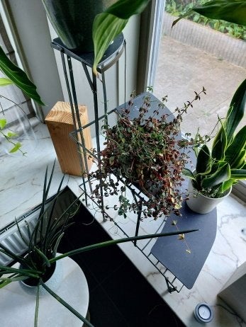 2 bacs à plantes d'intérieur ou d'extérieur KD, Jardin & Terrasse, Enlèvement, Comme neuf, Métal, Intérieur