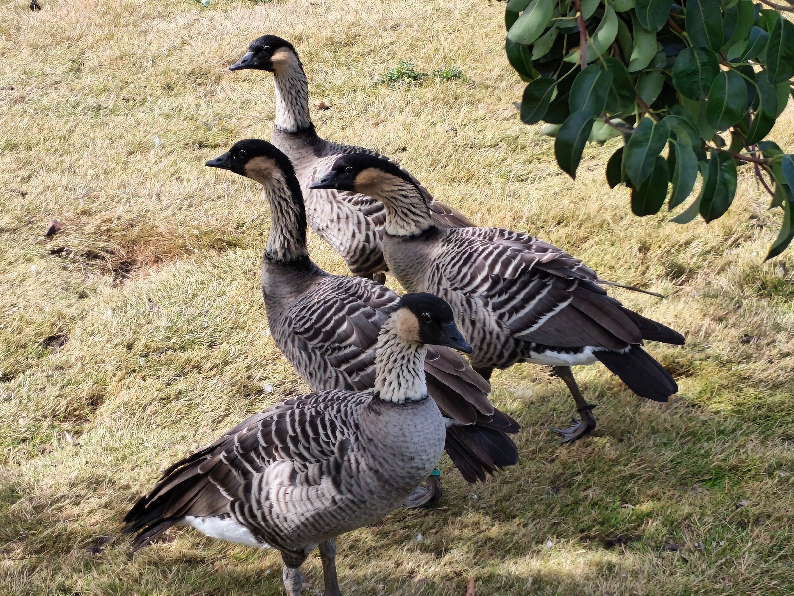 Hawaiiganzen, Mâle, Oie ou Cygne