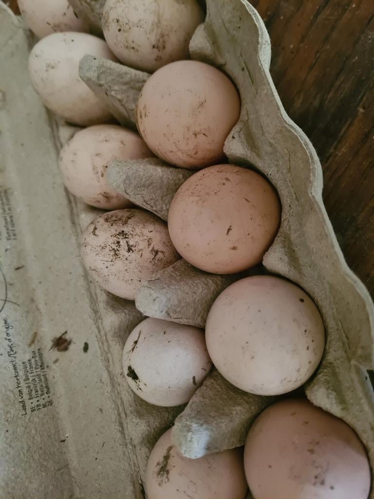 Broedeieren Mechelse Koekoek, Dieren en Toebehoren, Kip
