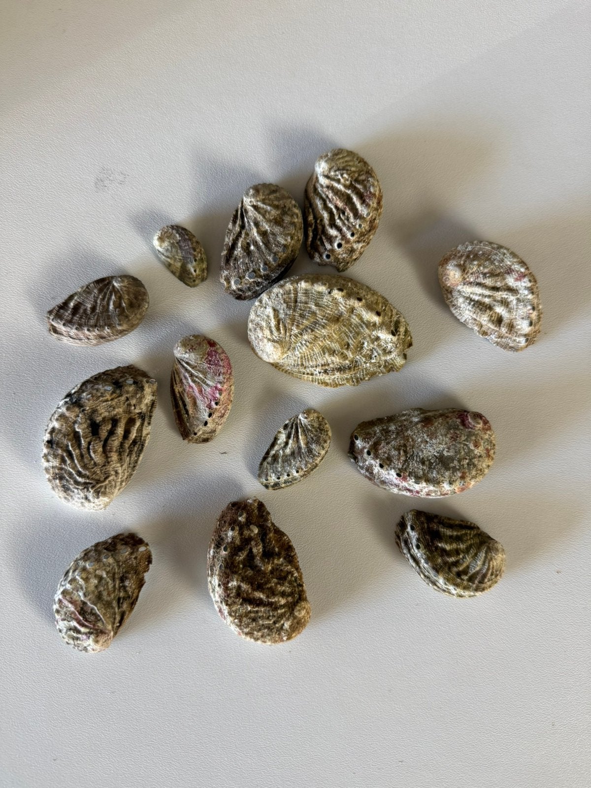 13 Natuurlijke Abalone Schelpen (Zeeoren), Ophalen, Schelp(en)