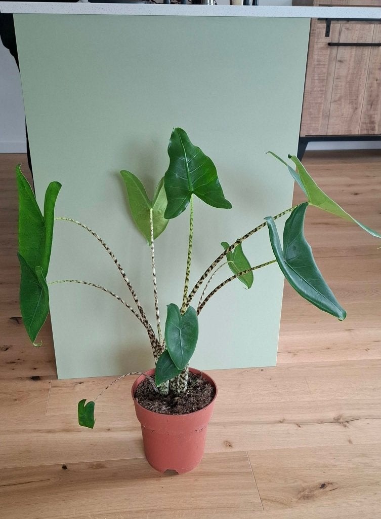 Plante d'intérieur (alocasia zebrina/oreille d'éléphant), Maison & Meubles, Enlèvement, Ombre partielle, Moins de 100 cm