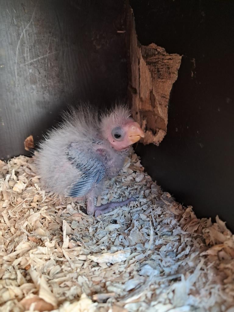 Rosella jong, Dieren en Toebehoren
