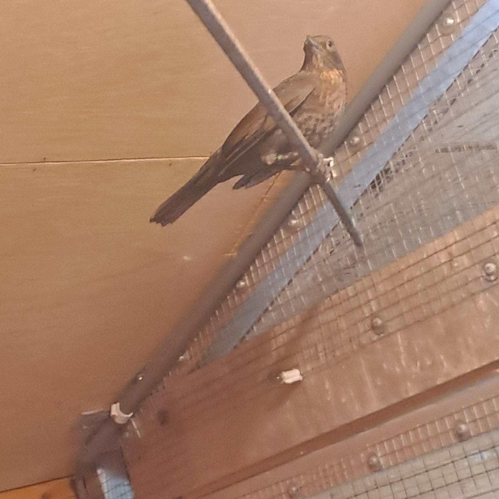 merle, Animaux & Accessoires, Femelle, Oiseau chanteur sauvage, Bagué