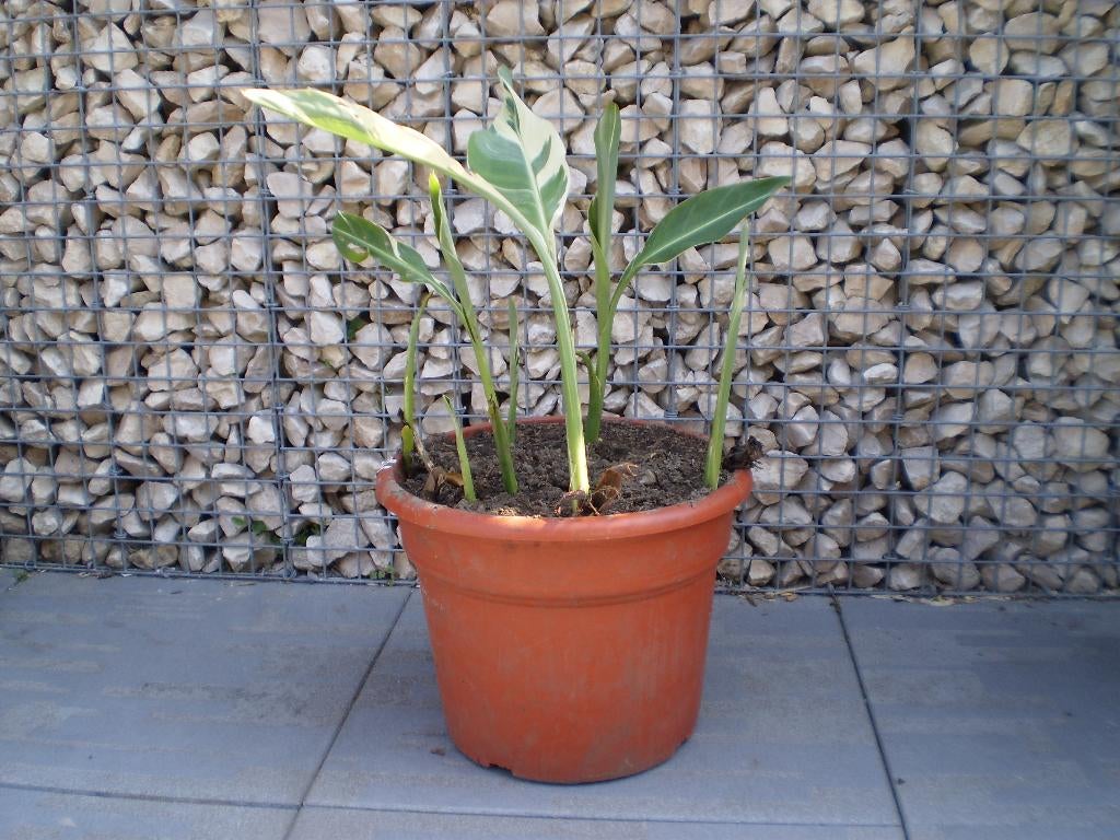 Canna Stuttgart, Tuin en Terras, Ophalen, Vaste plant