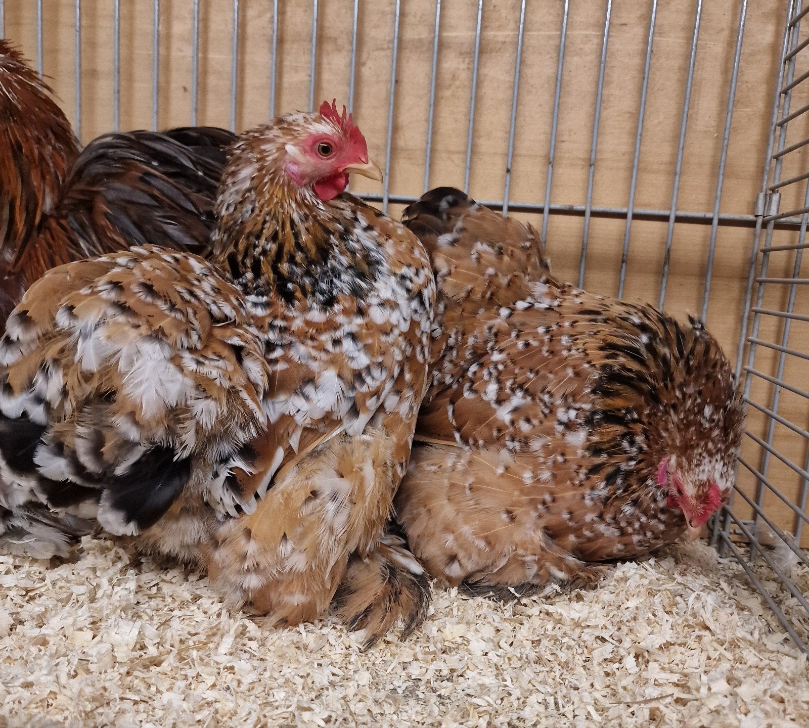 Trio Cochin kriel porselein, Dieren en Toebehoren
