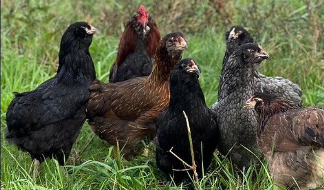 Araucana hennen (groene eieren)