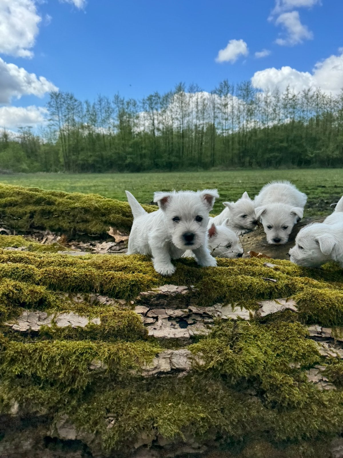 West highland white terriër pups /westy /westie/, Autres races, 8 à 15 semaines, Plusieurs, Éleveur | Loisir