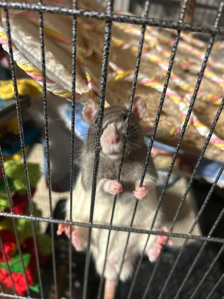 Ratten, Dieren en Toebehoren, Knaagdieren, Oktober, Mannelijk, Rat