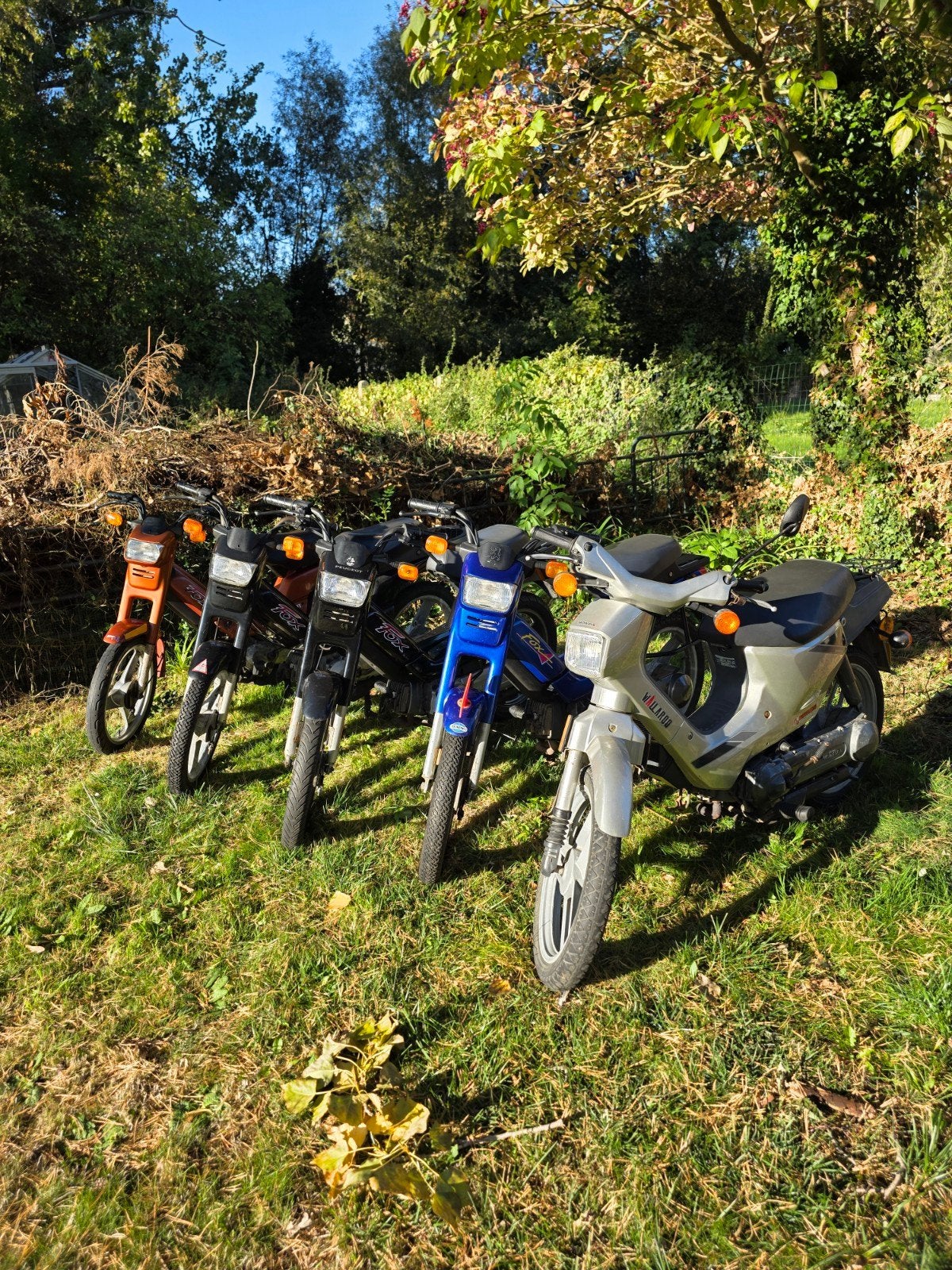 4x Peugeot Fox Deluxe & 1x Honda Wallaroo (A-Klasse /50cc), Ophalen of Verzenden, Klasse A (25 km/u), 50 cc